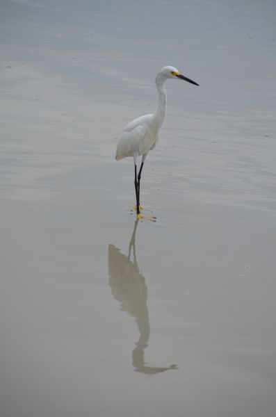 bird on beach